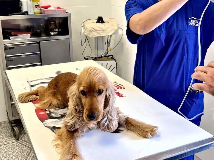 Un cane sul tavolo da visita